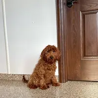Honey Red F1b, a female Cockapoo for sale in Nappanee, IN – Photo 5 of 5