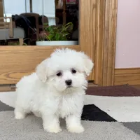 Donny, a male Coton de Tulear for sale in Nappanee, IN – Photo 4 of 5