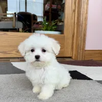 Donny, a male Coton de Tulear for sale in Nappanee, IN – Photo 5 of 5