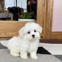 Donny, a male Coton de Tulear for sale in Nappanee, IN – Photo 2 of 5