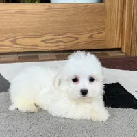 Donny, a male Coton de Tulear for sale in Nappanee, IN – Photo 3 of 5