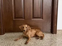 Karlie, a female Cockapoo for sale in Nappanee, IN – Photo 5 of 5