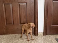 Karlie, a female Cockapoo for sale in Nappanee, IN – Photo 4 of 5