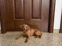 Karlie, a female Cockapoo for sale in Nappanee, IN – Photo 2 of 5