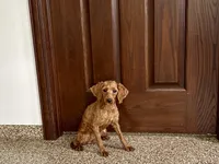 Karlie, a female Cockapoo for sale in Nappanee, IN – Photo 1 of 5