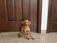 Karlie, a female Cockapoo for sale in Nappanee, IN – Photo 3 of 5