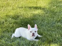 Cole, a male French Bulldog for sale in Nappanee, IN – 4 of 8