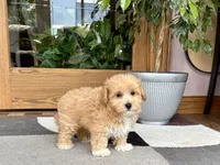 Tiny , a male Maltipoo for sale in Nappanee, IN – 3 of 9
