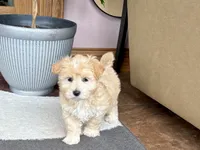 Timmy, a male Maltipoo for sale in Nappanee, IN – 4 of 10