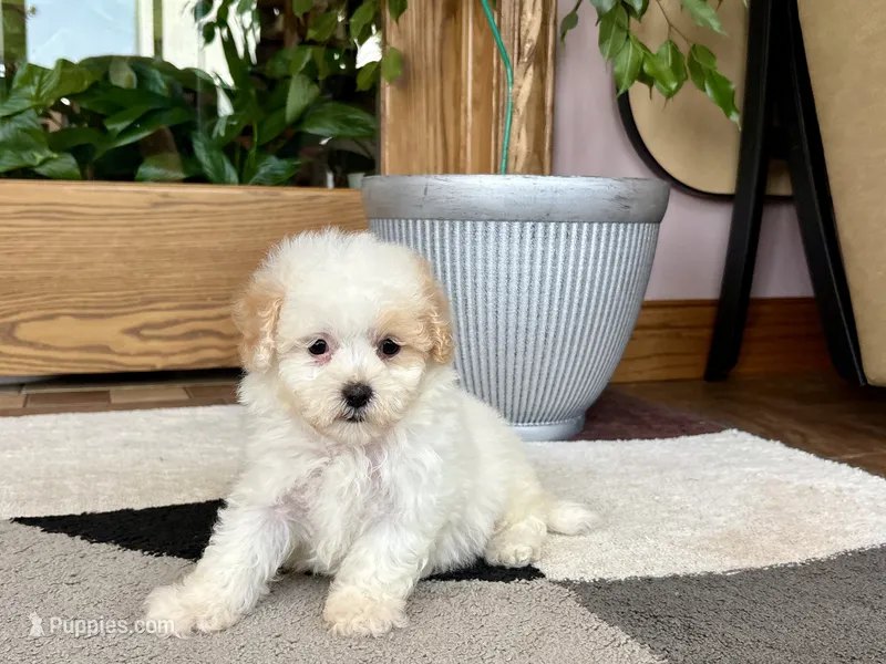 Gigi  – Maltipoo puppy for sale in Nappanee, IN
