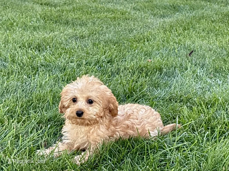 Wesley F1b mini  – Cavapoo puppy for sale in Nappanee, IN