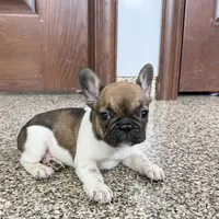 Cindy, a female French Bulldog for sale in Nappanee, IN – Photo 2 of 10