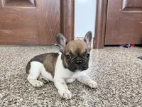 Cindy, a female French Bulldog for sale in Nappanee, IN – Photo 2 of 10