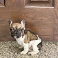 Cindy, a female French Bulldog for sale in Nappanee, IN – Photo 1 of 10