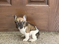 Cindy, a female French Bulldog for sale in Nappanee, IN – Photo 1 of 10