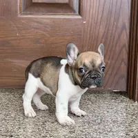 Cindy, a female French Bulldog for sale in Nappanee, IN – Photo 3 of 10