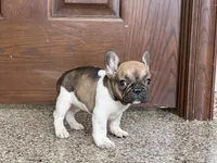 Cindy, a female French Bulldog for sale in Nappanee, IN – Photo 3 of 10