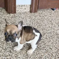 Cindy, a female French Bulldog for sale in Nappanee, IN – Photo 8 of 10