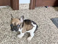 Cindy, a female French Bulldog for sale in Nappanee, IN – Photo 8 of 10