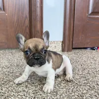Cindy, a female French Bulldog for sale in Nappanee, IN – Photo 7 of 10