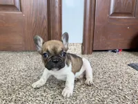 Cindy, a female French Bulldog for sale in Nappanee, IN – Photo 7 of 10
