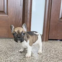 Cindy, a female French Bulldog for sale in Nappanee, IN – Photo 6 of 10