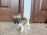 Cindy, a female French Bulldog for sale in Nappanee, IN – Photo 6 of 10