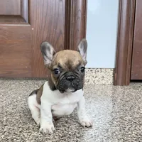 Cindy, a female French Bulldog for sale in Nappanee, IN – Photo 5 of 10