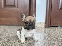 Cindy, a female French Bulldog for sale in Nappanee, IN – Photo 5 of 10