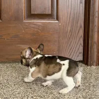 Cindy, a female French Bulldog for sale in Nappanee, IN – Photo 9 of 10