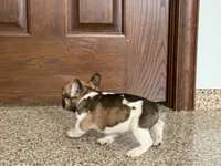 Cindy, a female French Bulldog for sale in Nappanee, IN – Photo 9 of 10