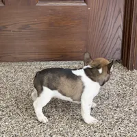 Cindy, a female French Bulldog for sale in Nappanee, IN – Photo 10 of 10
