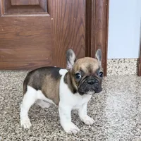 Cindy, a female French Bulldog for sale in Nappanee, IN – Photo 4 of 10