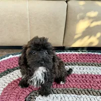 Jamie, a female Havanese for sale in Nappanee, IN – Photo 5 of 7