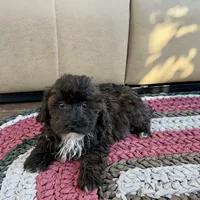 Jamie, a female Havanese for sale in Nappanee, IN – Photo 3 of 7