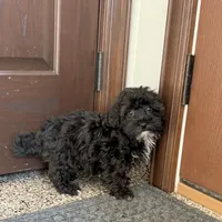 Jamie, a female Havanese for sale in Nappanee, IN – Photo 1 of 7