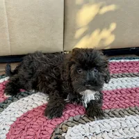 Jamie, a female Havanese for sale in Nappanee, IN – Photo 6 of 7
