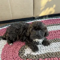 Jamie, a female Havanese for sale in Nappanee, IN – Photo 4 of 7