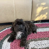 Jamie, a female Havanese for sale in Nappanee, IN – Photo 7 of 7