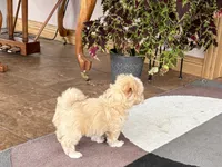 Timmy, a male Maltipoo for sale in Nappanee, IN – 10 of 10
