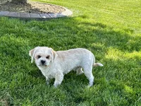 Beau, a male Lhasa Apso for sale in Nappanee, IN – 3 of 10