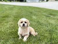 Tucker , a male Lhasa Apso for sale in Nappanee, IN – 2 of 6