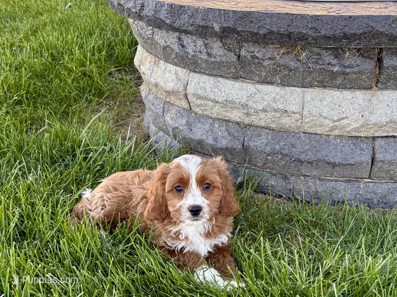 Amos  – Cockapoo, Cavalier King Charles Spaniel puppy for sale in Nappanee, IN