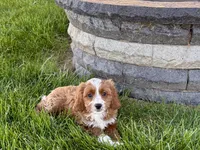 Amos , a male Cockapoo and Cavalier King Charles Spaniel for sale in Nappanee, IN – 1 of 10