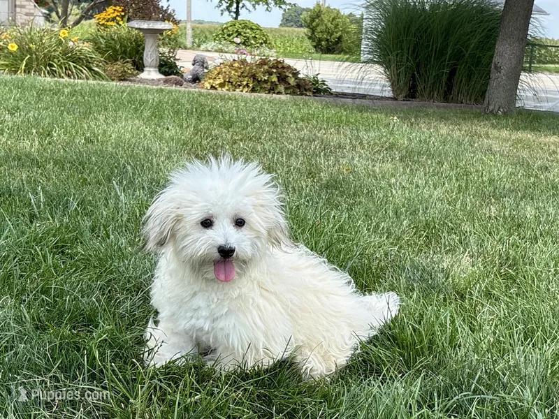 Annabelle  – Coton de Tulear puppy for sale in Nappanee, IN