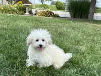 Annabelle , a female Coton de Tulear for sale in Nappanee, IN – 1 of 4
