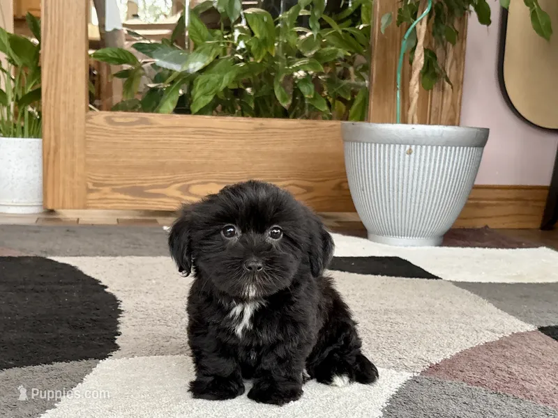 Jane  – Lhasa Apso, Maltese puppy for sale in Nappanee, IN
