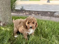 Larry F1b, a male Cockapoo for sale in Nappanee, IN – 7 of 9