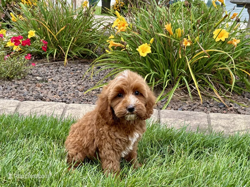 Dena – Cavapoo puppy for sale in Nappanee, IN