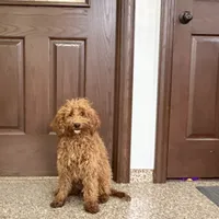Henry, a male Cockapoo for sale in Nappanee, IN – Photo 1 of 4